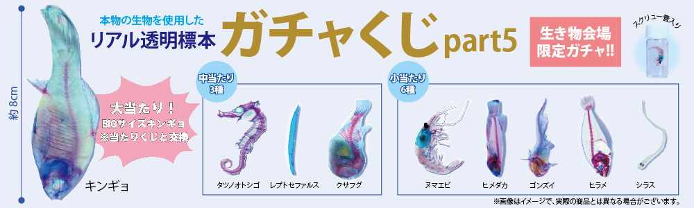リアル透明標本ガチャくじpart5