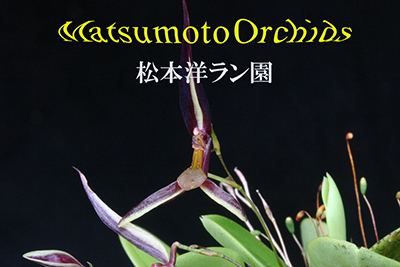 松本洋ラン園