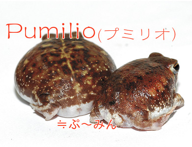Pumilio（プミリオ）